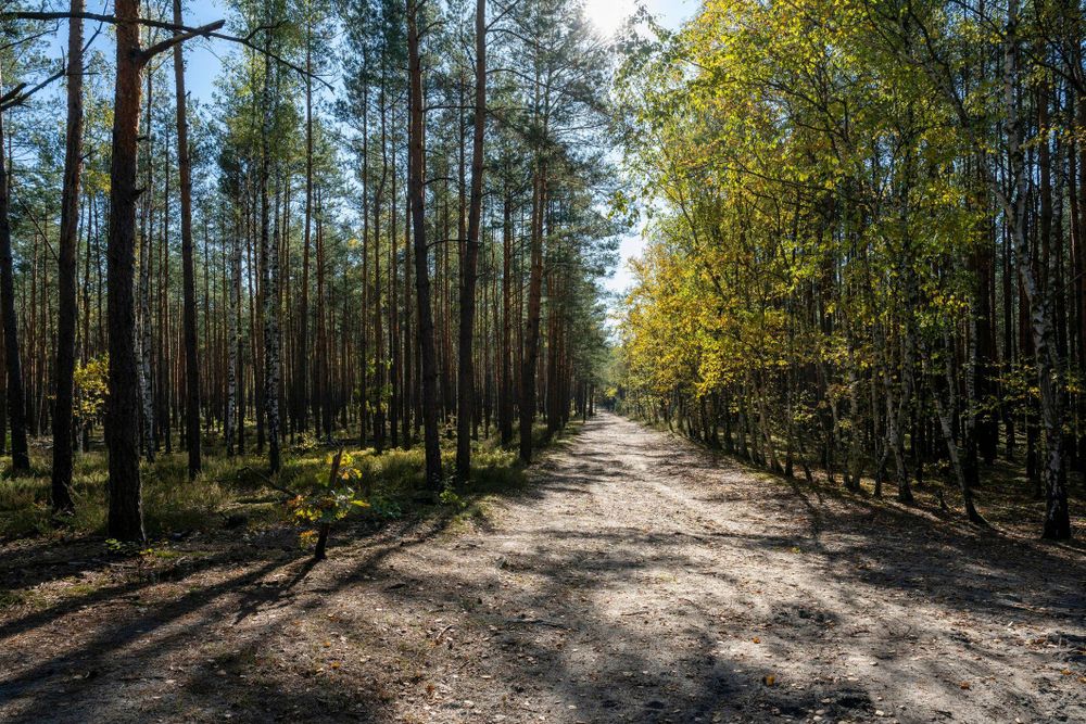 Los niños aprendieron a sobrevivir en una guarida improvisada en el bosque.