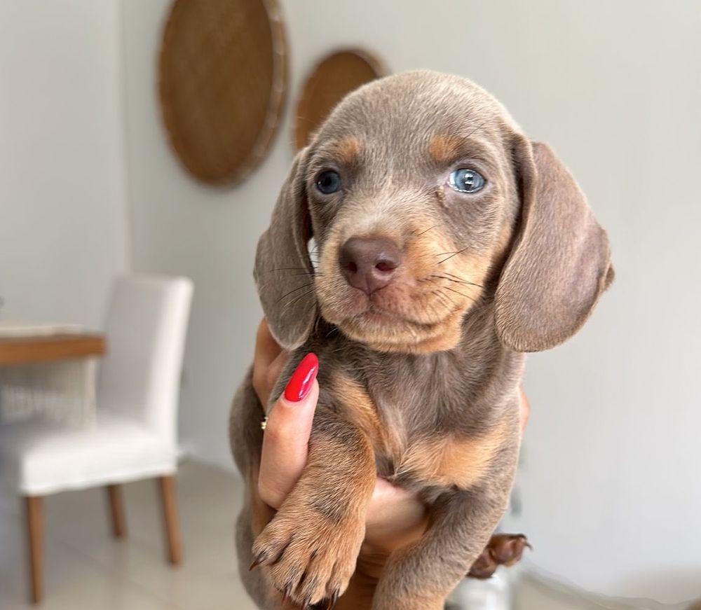 Mirko, el perrito de Matías Abaldo