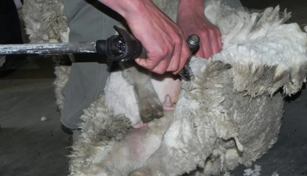 Múltiples beneficios para quienes inscriben su lana