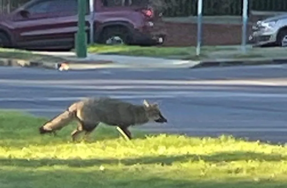 El zorro moviendose por Montevideo