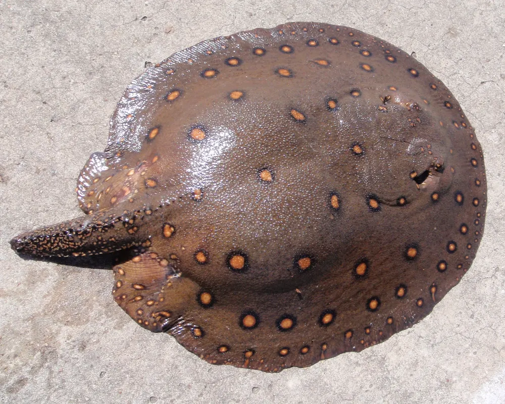 Este ejemplar de la especie “Potamotrygon motoro” pesa 4 kilos y mide 52 centímetros de diámetro. Se trata de una hembra preñada que fue capturada en el Río Negro en 2009 de forma accidental y devuelta al río con vida. La cola de este animal fue cortada, una práctica común entre los pescadores que las capturan sin querer