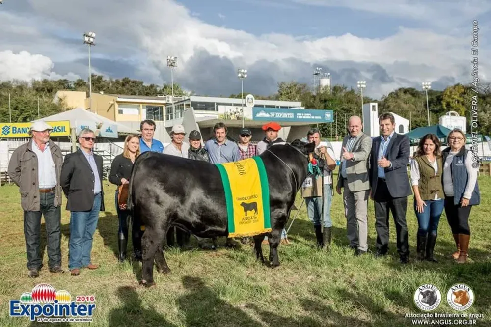 El Gran Campeón Angus de Esteio 2016, de la cabaña Bayucuá, de Salto.