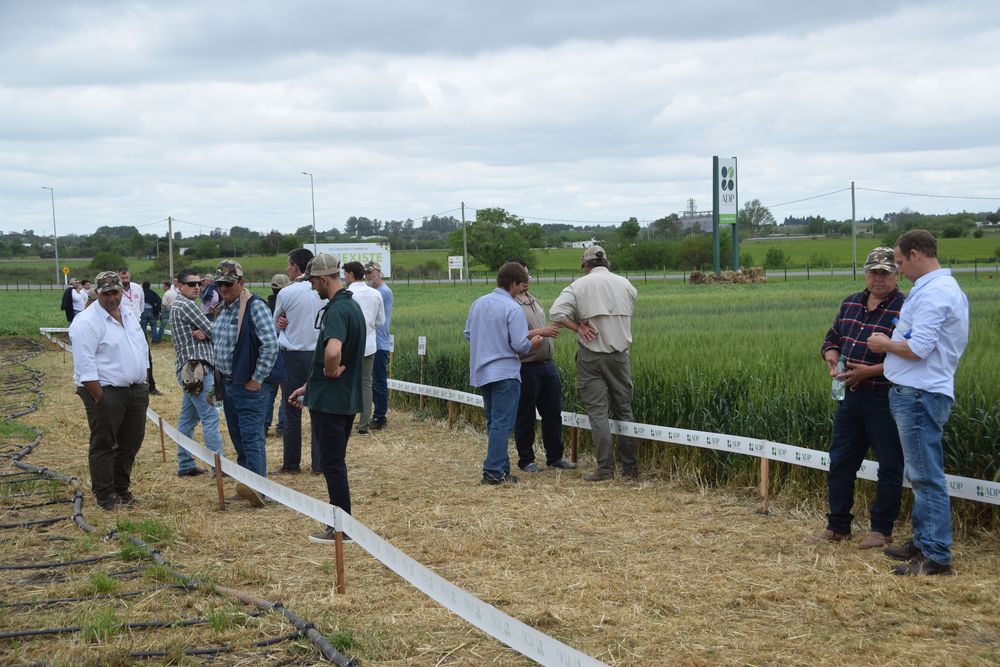 Cultivos de invierno: recorrida, durante la ADP Zone 2024, por ensayos con trigo; también se observaron maíces recién instalados, con riego, y producción de arveja.