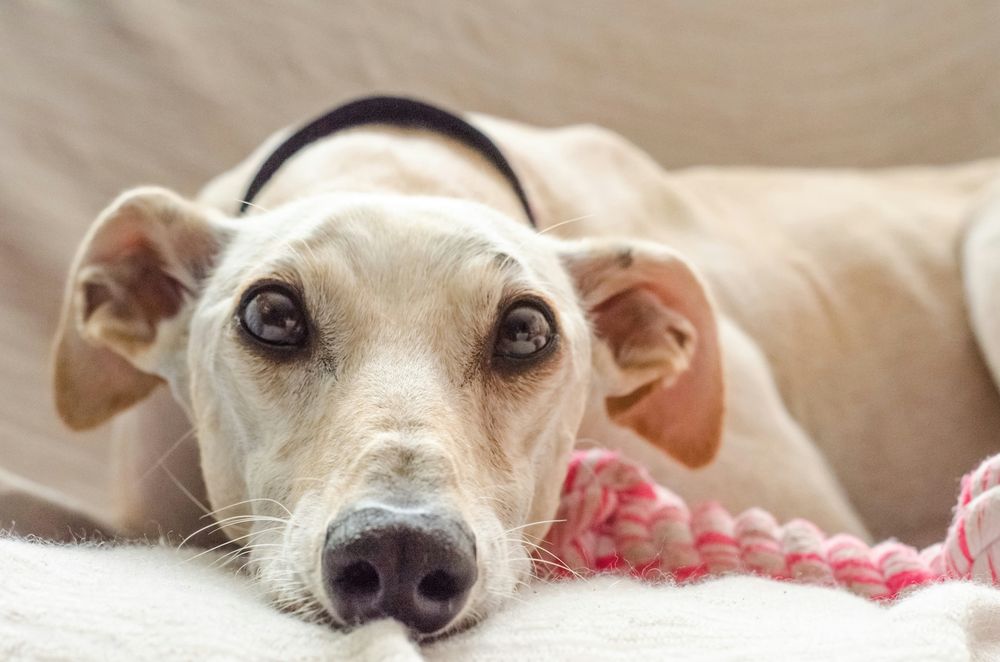 Glaucoma en perros: una enfermedad degenerativa que puede causar ceguera si no se trata a tiempo. &nbsp;