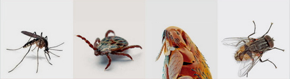 Mosquitos y garrapatas preocupan a los españoles.