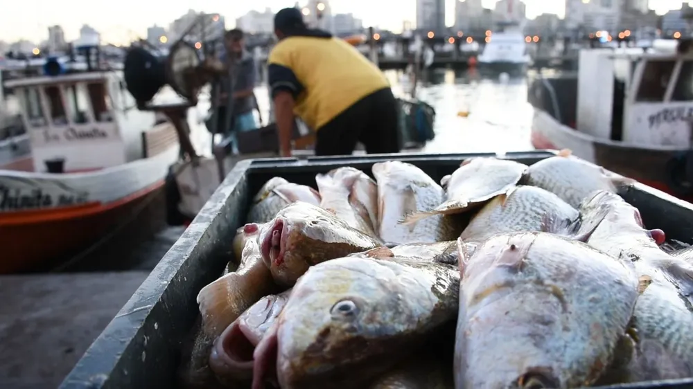 El director de la Dinara aseguró que no hay riesgos para la salud al comer carne de pescado.