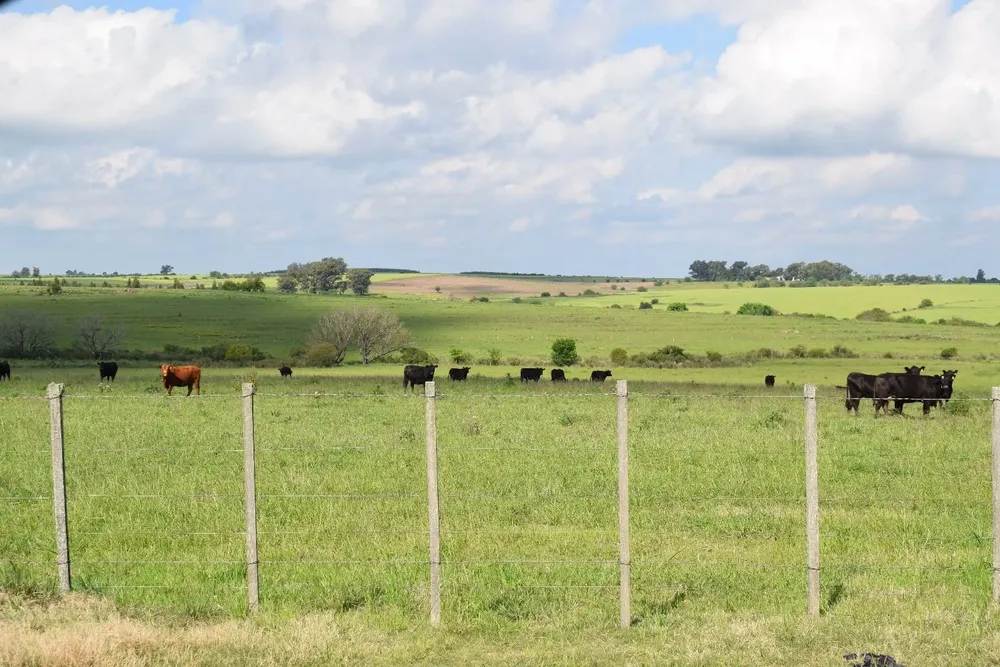 Producción ganadera en campos de Uruguay.