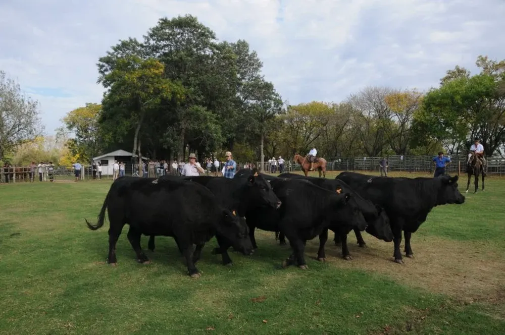 El jurado de Aberdeen Angus, Raúl Irazabal, quedó impresionado con el nivel de la exposición