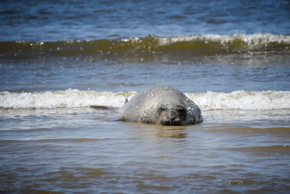 Elefante marino en Buceo