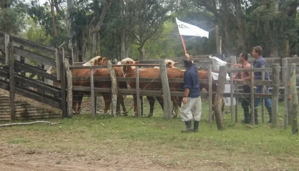 El bienestar animal desde el campo hasta el frigorífico es un objetivo