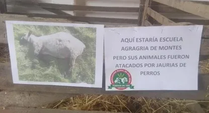 el reclamo en expo de san jose por una gran campeona muerta tras ataque de jauria