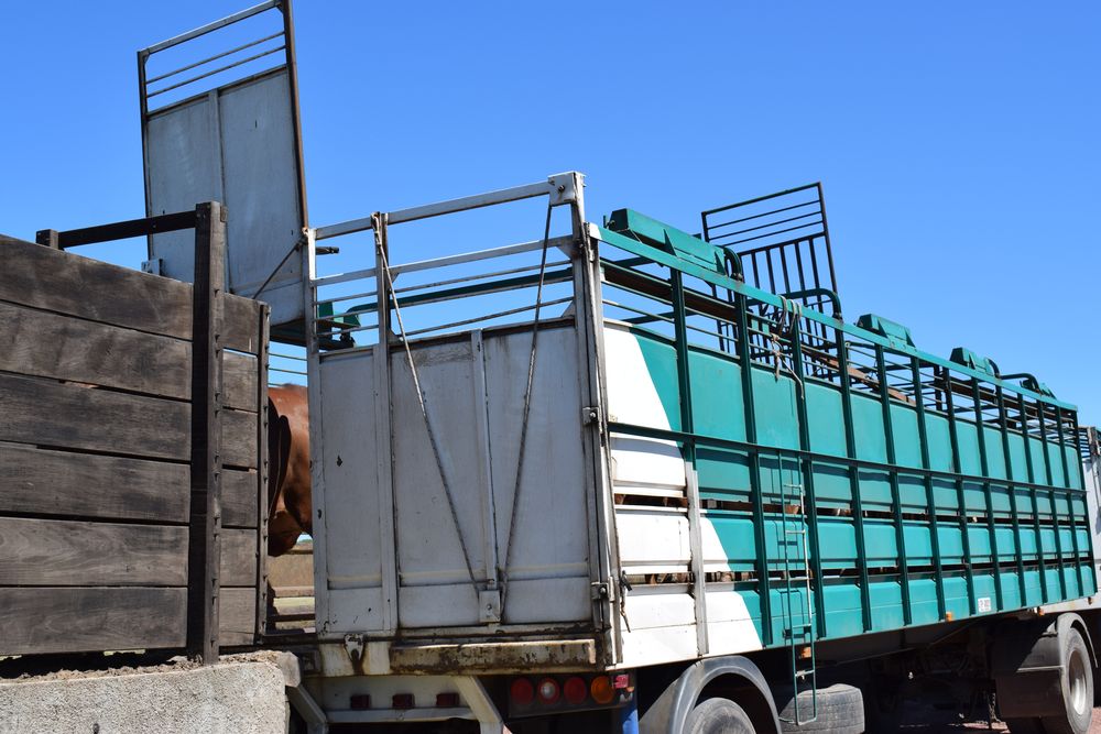 Agroindustria cárnica: el adecuado flujo de hacienda gorda desde los campos con sistemas productivos ganaderos a los frigoríficos es fundamental.