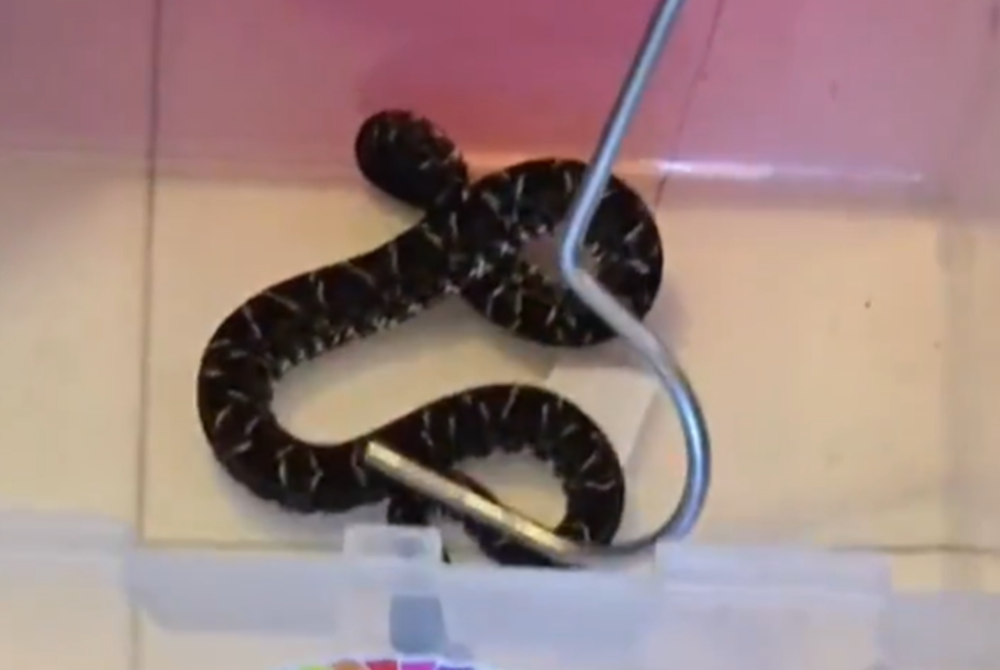 Serpiente yarará rescatada por&nbsp;Alternatus Uruguay﻿