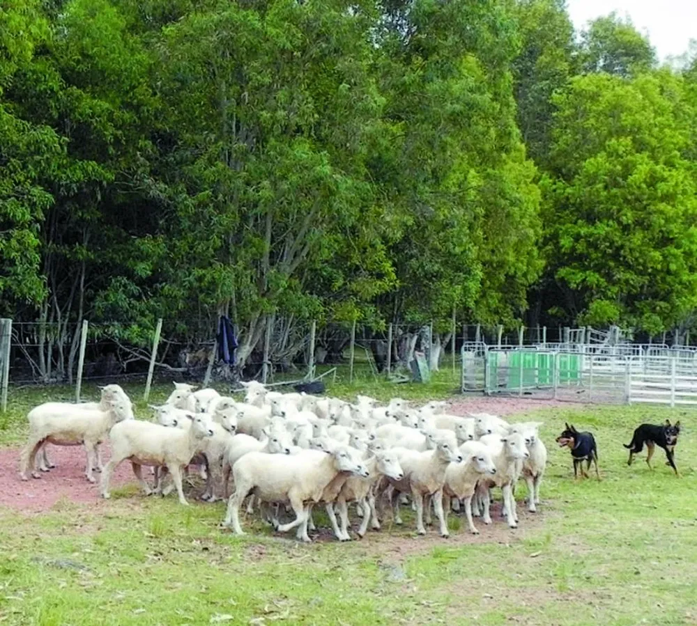 Los perros son buenos cuando trabajan en las majadas, no cuando atacan