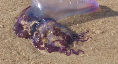 La especie Physalia physalis, comúnmente conocida como fragata portuguesa