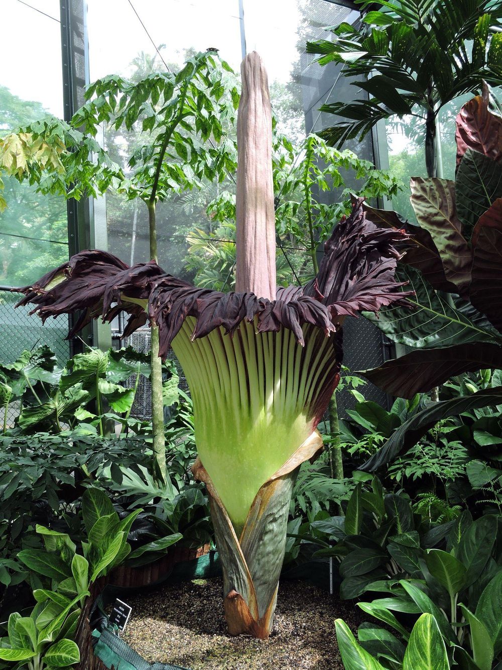 Los muchos nombres del Aro Gigante: Amorphophallus titanum, conocida como la "flor cadáver" en Indonesia, también tiene apodos como pene de titán o planta de pene gigante.
