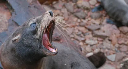 El Observador | 0002261604.webp