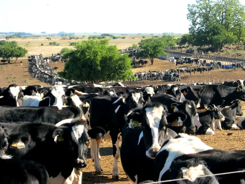 Concentración de ganado Holando
