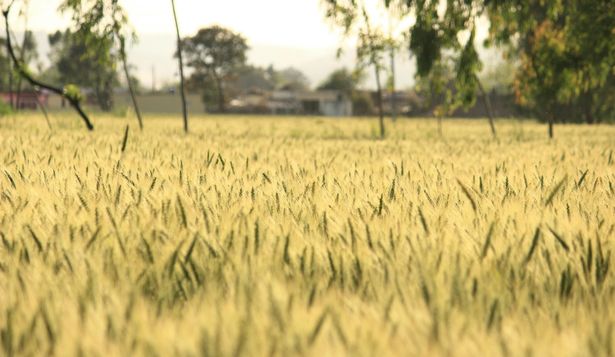 California ofrece mucho empleo en el sector agrícola. Pexels