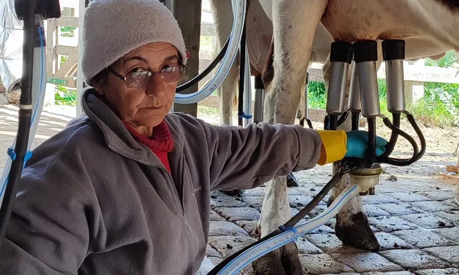 El tambo permite ordeñar tres vacas en forma simultánea.