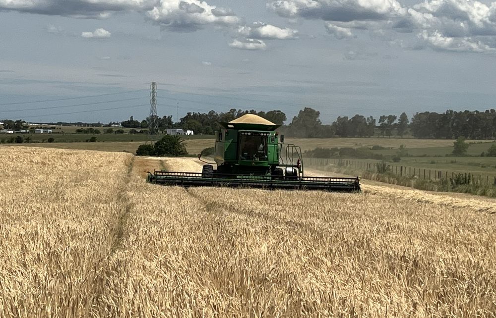 Cosecha de cebada