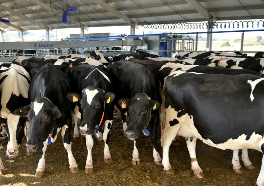 Las leche de mayor calidad obtienen en Conaprole un precio por litro de $ 10,26 por litro