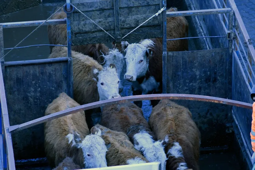 Los vacunos podrán exportarse con destino a faena.