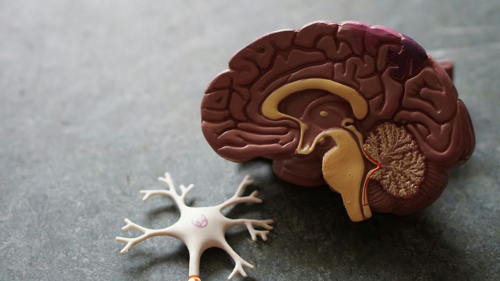 Las ondas gamma, vinculadas al procesamiento complejo de información, fueron observadas en el cerebro de pacientes humanos moribundos