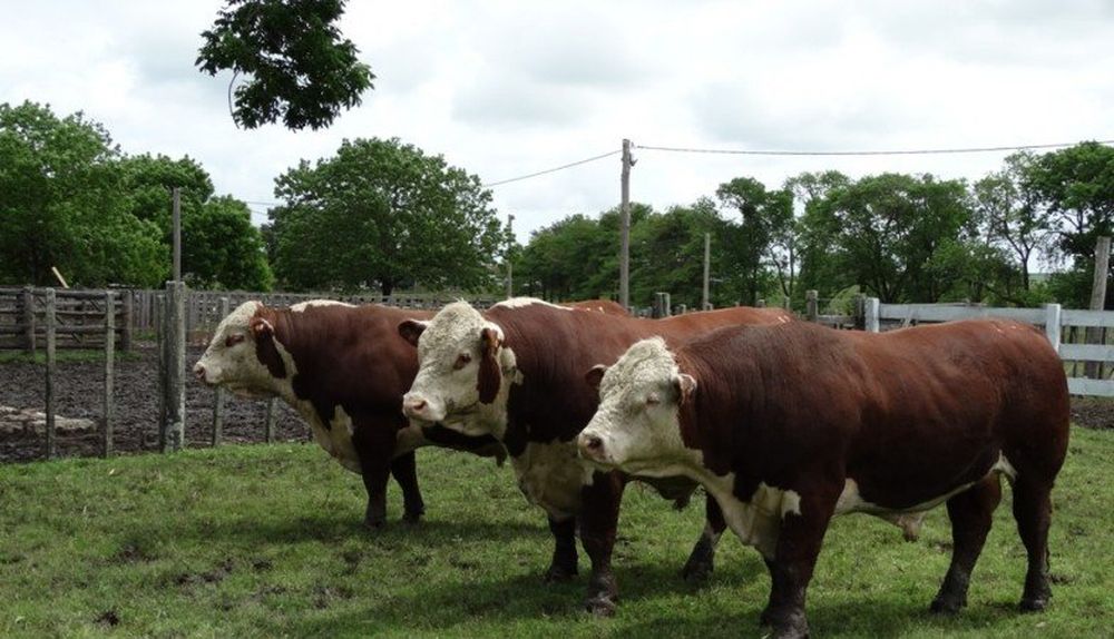 El Lote Campeón Polled Hereford PI