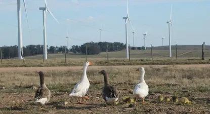 Parque eólico de UTE distribuirá US$ 3,3 millones entre sus accionistas