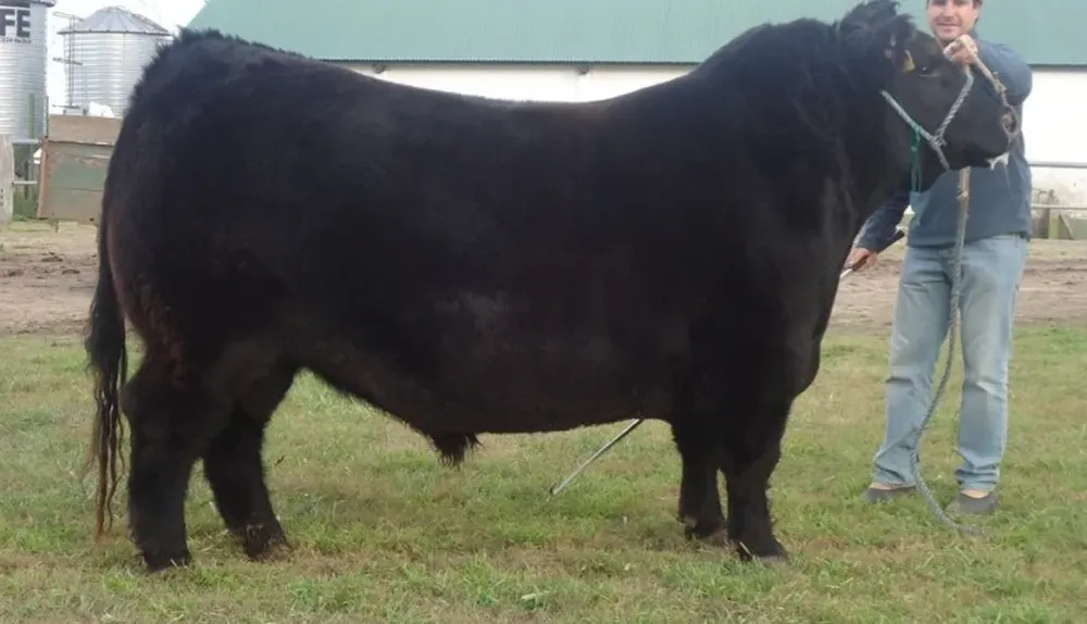 Toro Aberden Angus Senior que expondrá Frigorífico Modelo S.A en Palermo, junto a cuatro cabañas argentinas