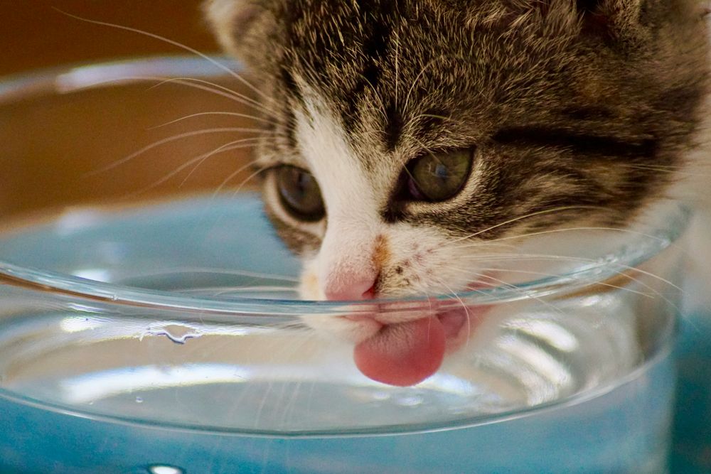 Monitorear cuánta agua bebe tu gato diariamente es clave para detectar posibles problemas de salud.