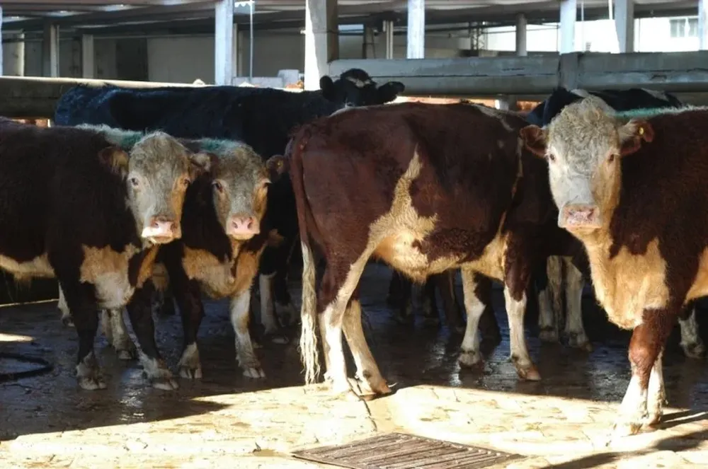 Los precios de ganado vacuno alcanzaron una mayor firmeza