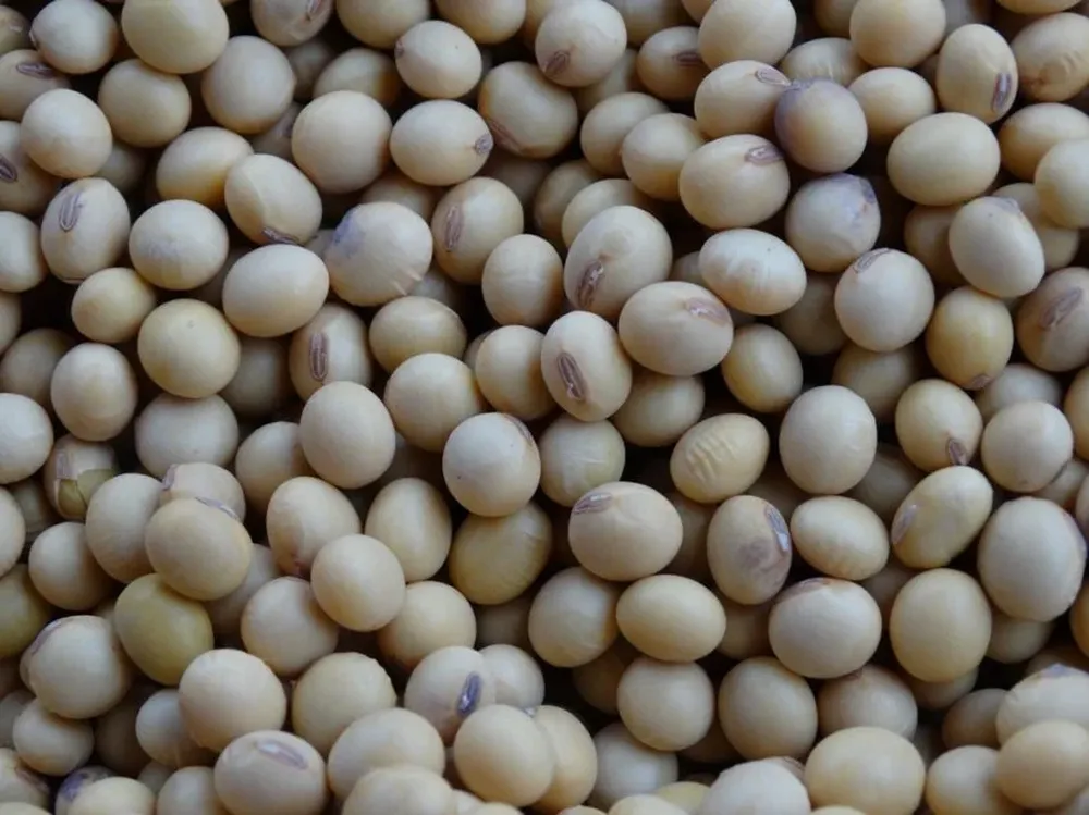 En Uruguay las proyecciones de rendimientos son ampliamente favorables