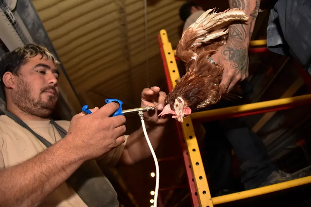 Vacunación de aves en granjas comerciales de Uruguay.