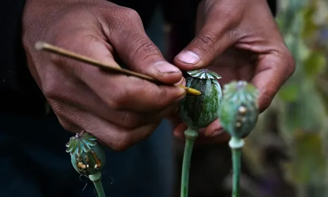 En 2023, Myanmar produjo 1.080 toneladas de opio, esencial para fabricar heroína.