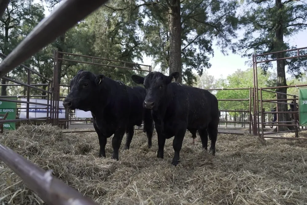 El remate será este sábado 2 de octubre en Flores