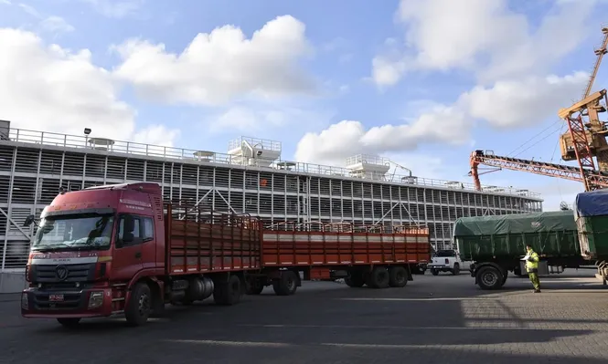 Embarcarán 7.000 vientres Holando con destino en China