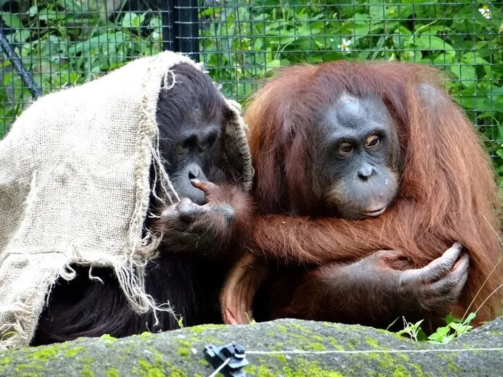 China- Un par de orangutanes permanecen juntos para combatir el frío en sus instalaciones del Zoo de Taiwan