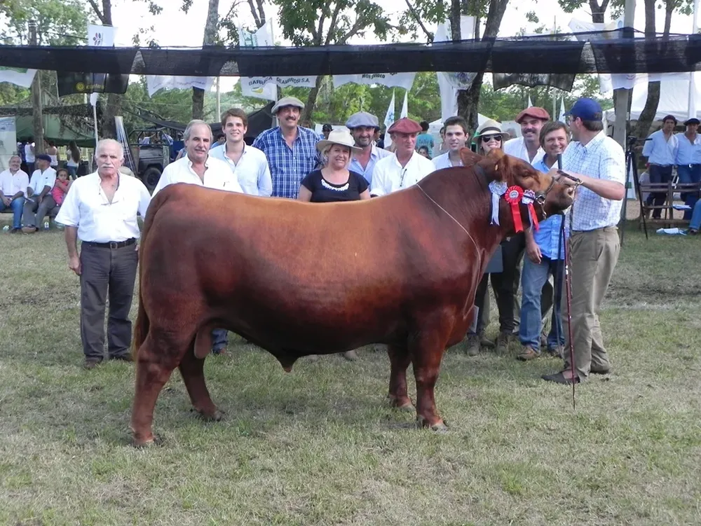 La estampa de un gran campeón Angus, lo expuso cabaña Cambá Pytá enDurazno