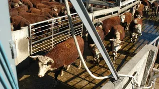 Federación Rural preocupada por una caída en el valor de las haciendas, consecuencia del conflicto en los frigoríficos entre trabajadores y empresarios; hubo varios paros sorpresivos e incluso muchos lotes debieron regresar a los campos.