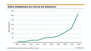 El área de colza, en franco ascenso.