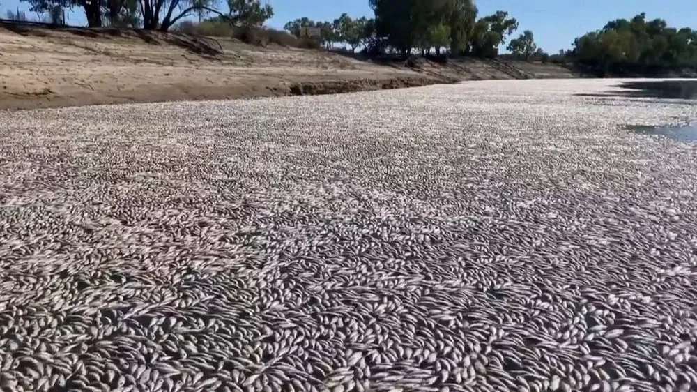 Los pescados en Australia