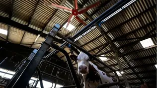 Las vacas lecheras son muy sensibles a la temperatura. A partir de 22ºC y un 50% de humedad, acumulan el calor en su organismo y pueden producir dos litros menos de leche.