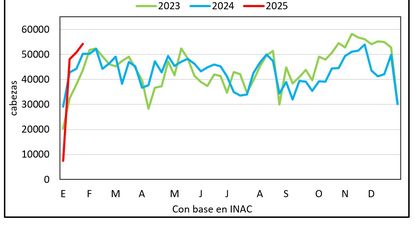 Mercado ganadero, Blasina y Asociados.