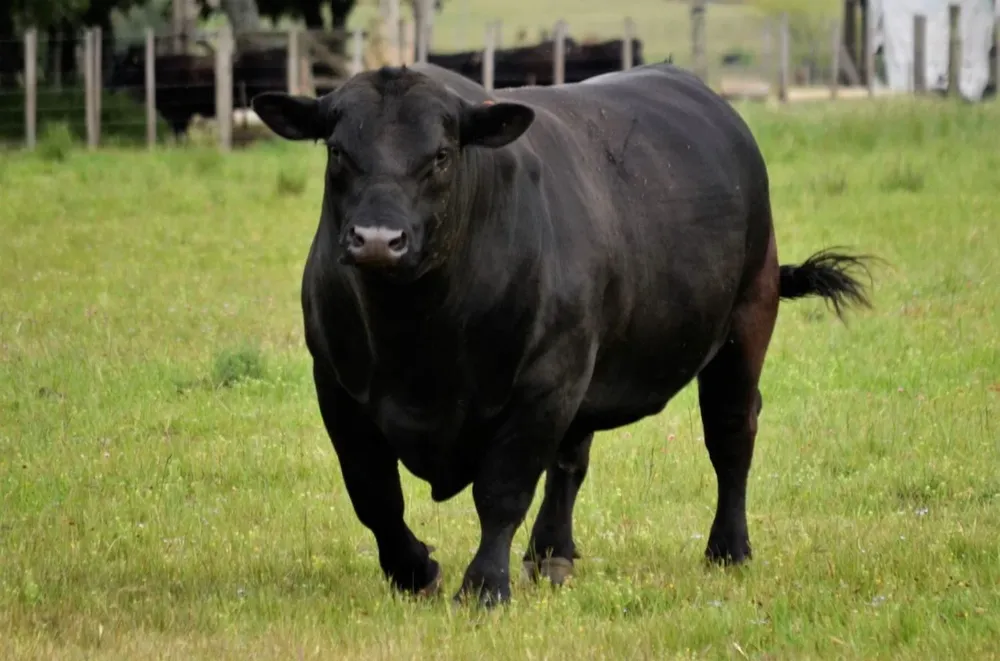 Este será el 10° remate de la cabaña