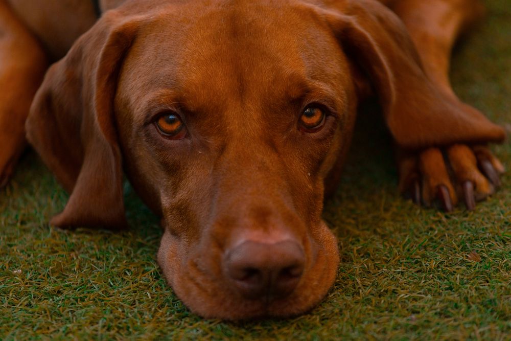 cómo desarrollan los perros el glaucoma