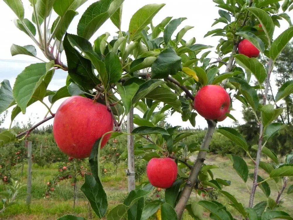 El estado del tiempo fue adverso en el otoño, en el invierno y lo es en la primavera.