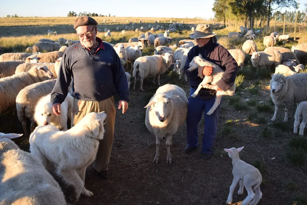 Juan y Elsa con sus perros pastores y la majada que manejan en Cañada Grande.
