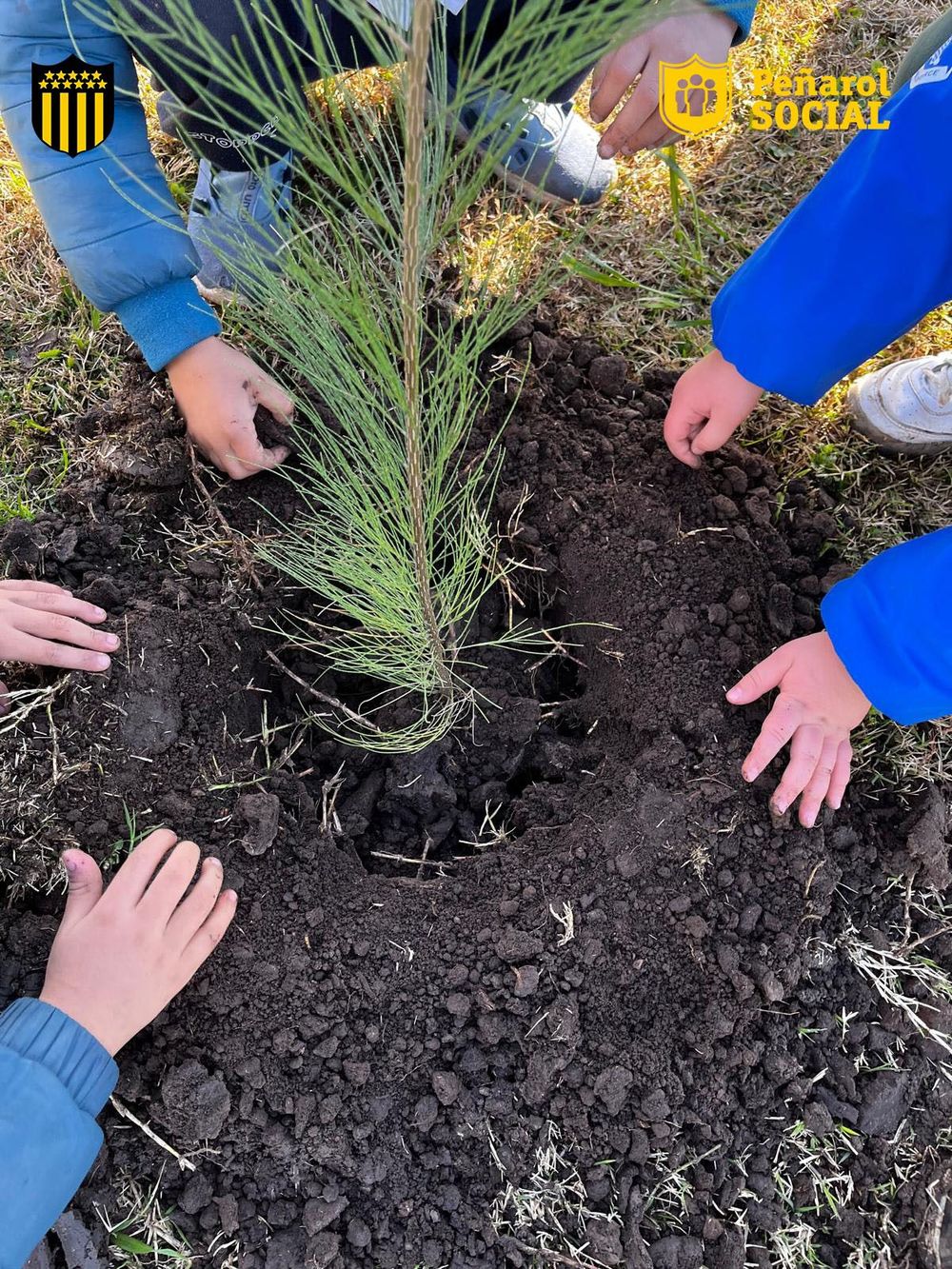 Plantación de árboles en la Ciudad Deportiva Néstor Gonçalves